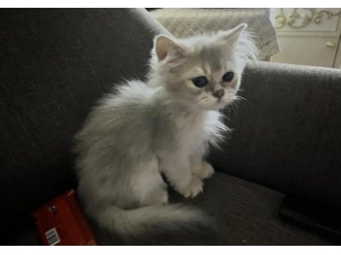 2 buçuk aylık british longhair erkek yavrum