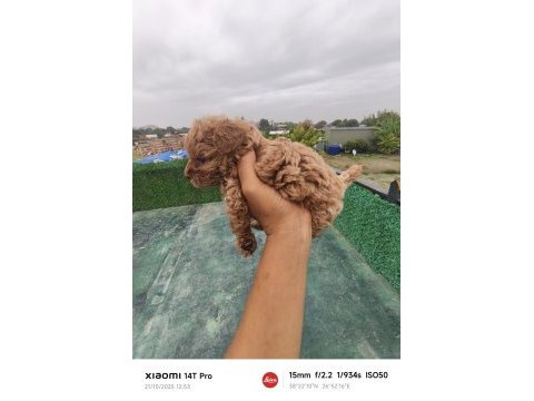 Küçük toy poodle