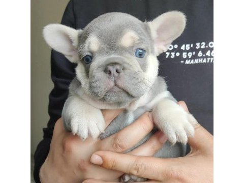 Egzotik french bulldog yavrular