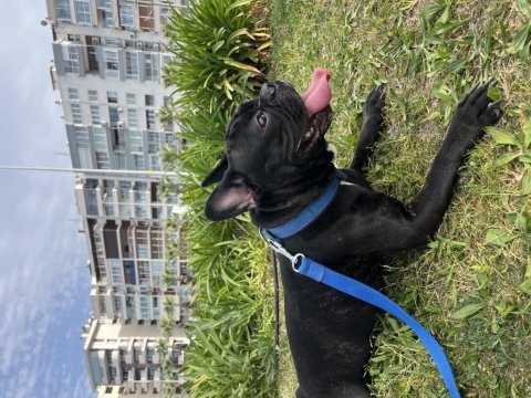 Artık bakamadığım için köpeğimi ücretsiz sahiplendiriyorum