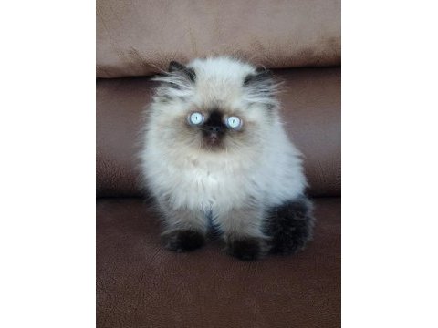 Şecere (soy) belgeli persian (iran) erkek yavru