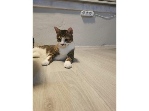 1 yaşından küçük oyuncu, uslu tekir kedimiz