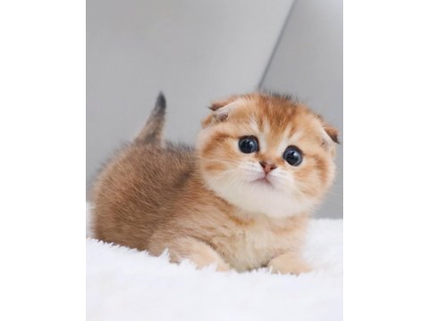 Top kafacık golden scottish fold 