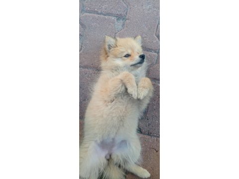 4 aylık pomeranian