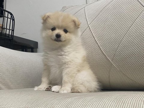 2 aylık dişi erkek pomeranian boo