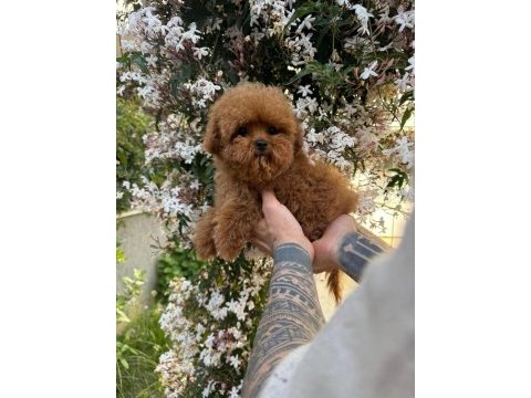 Gerçek toy poodle bebekler safkan