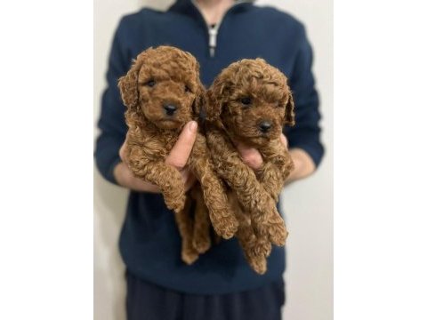 Red toy poodle