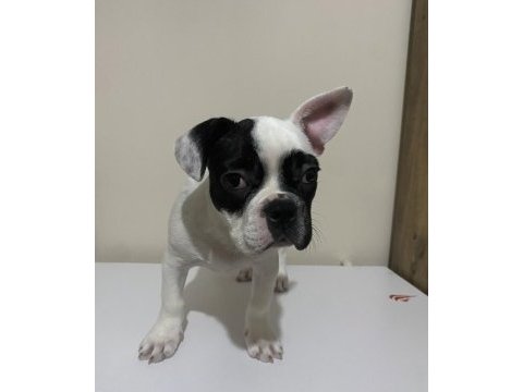 3 aylık sağlıklı yavru french bulldog