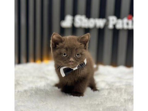 Cinnamon british shorthair