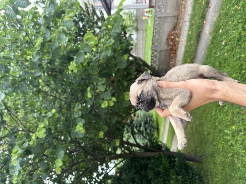 Pug mops yavrular