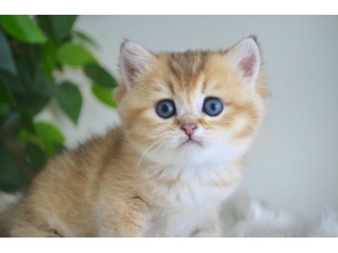 Golden british shorthair yavrularım