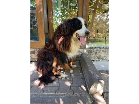 Bernese yavrular