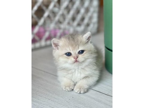 Safkan golden british shorthair yavrular
