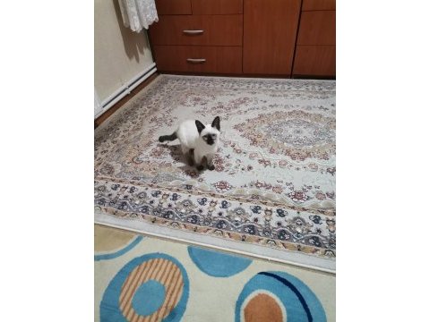 Süte yeni düşmüş kırık kuyruk siyam yavruları