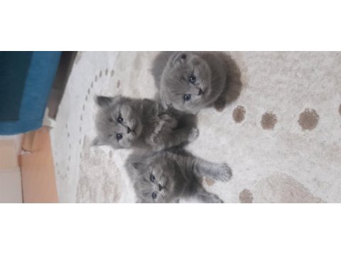 Dünyalar tatlısı british longhair ve scottish bebeklerimiz