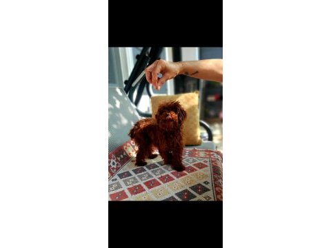 Toy poodle efsane bebekler