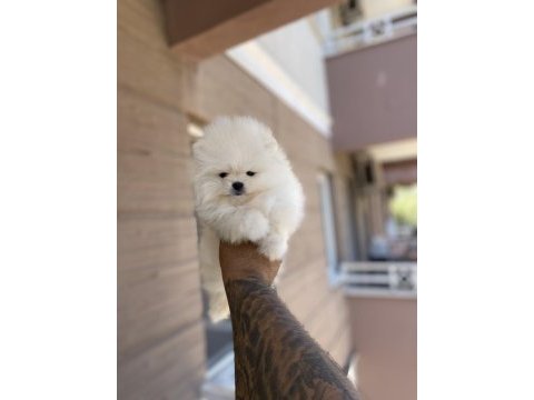 Pomeranian kar topları hazır
