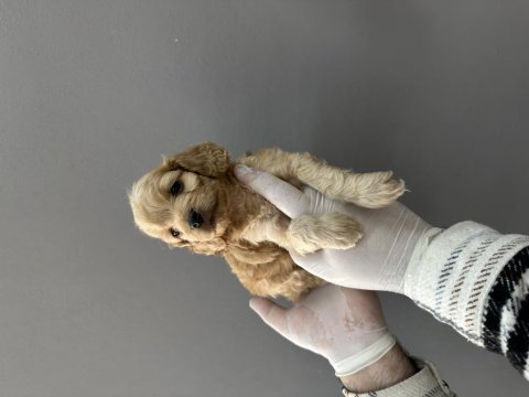 Maltipoo yavrular