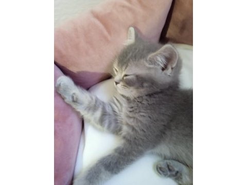 Akıllı oğlumuz gitmeye hazır british shorthair
