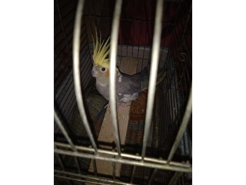 Grey erkek 9 aylık sultan papağanı