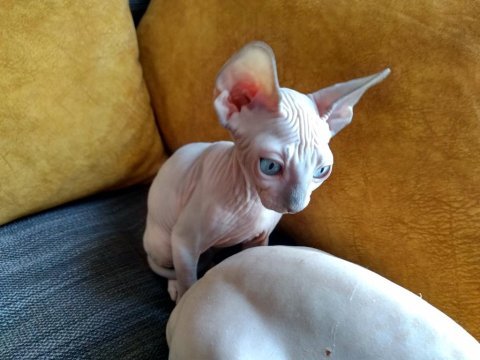 3 aylık erkek - sphynx kanada