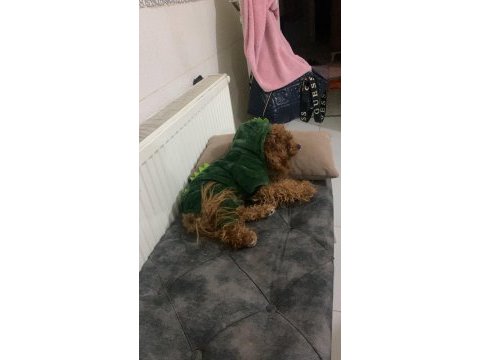 Poodle köpeği