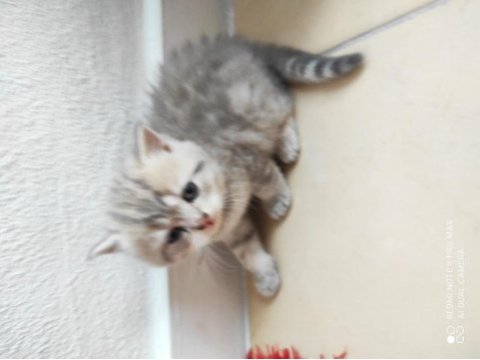 40 günlük british shorthair yavrular