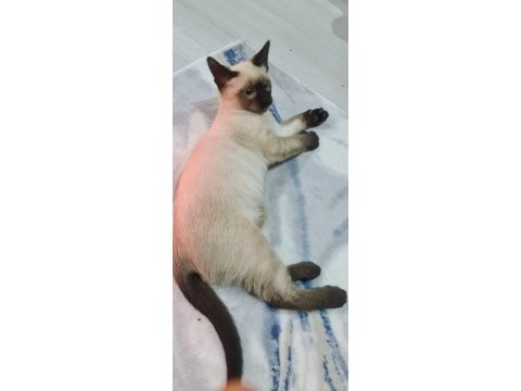 3 aylık yavru siyam kedisi