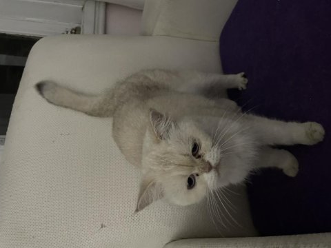 Çipli aşılı british shorthair
