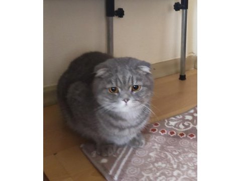 Kısır erkek scottish fold