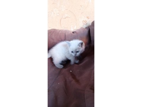 British shorthair kedimiz adana seyhan