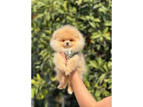 Ankaranin teddy boo pomeranian köpeği