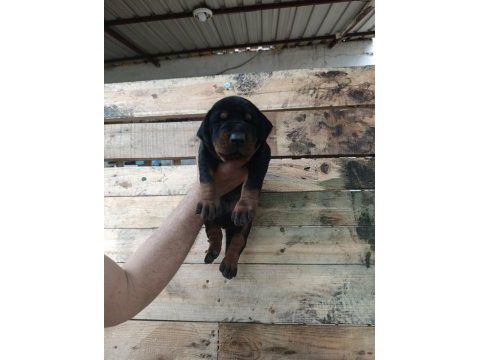 A şecereli 21 günlük doberman
