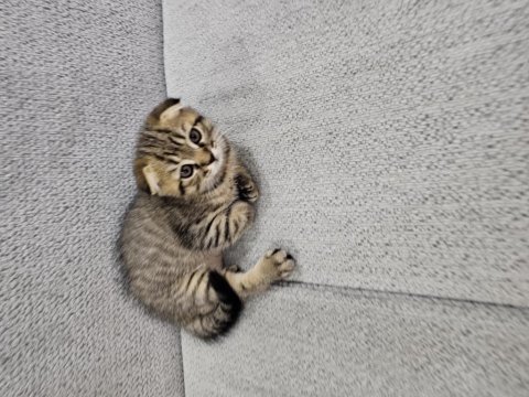 56 günlük scottish fold dişi ve erkek yavrular