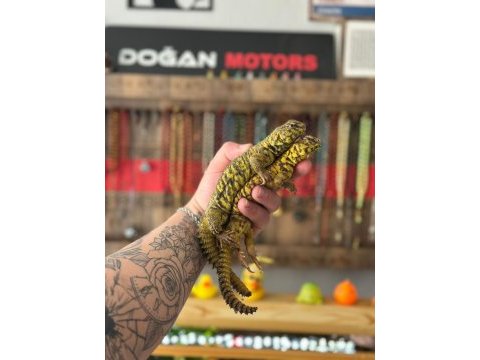 Uromastyx geyri - uromastyx dispar flavifasciata