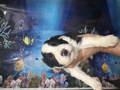 A kalite border collie yavular