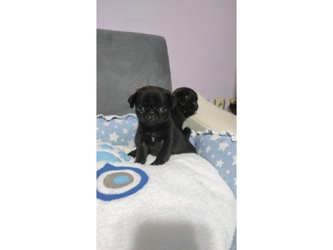 Siyah pug bebekler