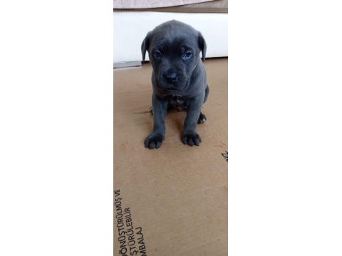 A kalite iri cane corso yavrular