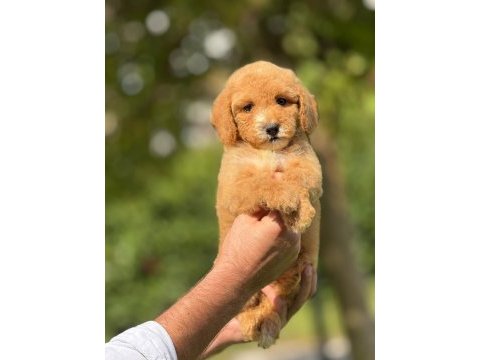 Labradoodle goldendoodle yavrular