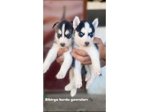 Mavi gözlü sibirya kurdu