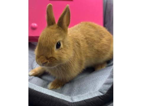 Cüce netherland dwarf tavşanlarımız