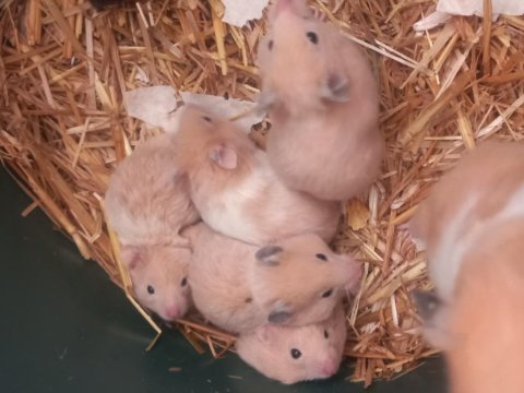 Suriye tüylü hamster