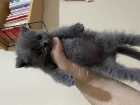 55 günlük erkek british shorthair