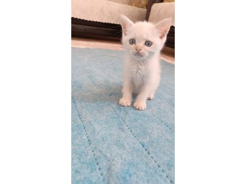 British shorthair yavruları