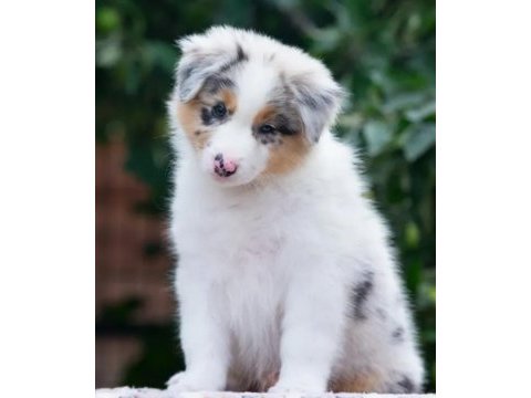 Çok iyi border collie yavruları