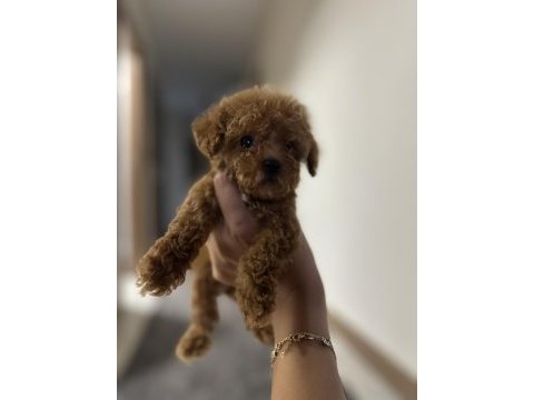 Toy poodle yavrular
