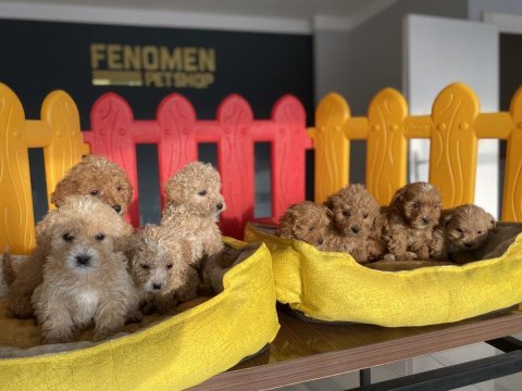 Wc eğtimli maltipo yavrular toy poodle yavrular ankara