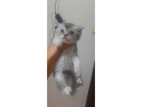 19 mayıs doğumlu scottish fold yavrular sahiplendiriceğim