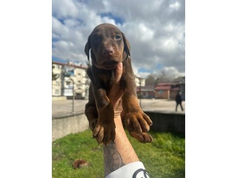 Doberman erkek yavrumuz