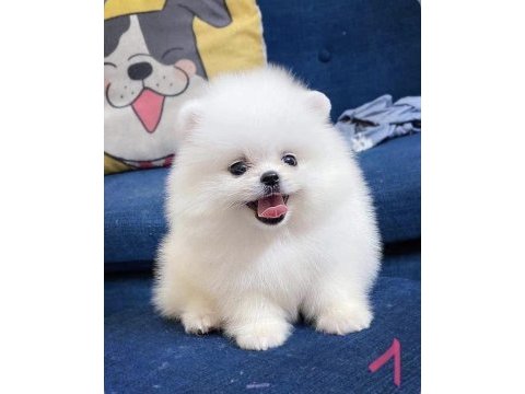 Dişi ve erkek pomeranian boo yavrularımız